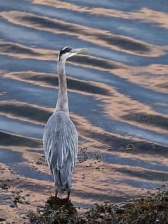 The Early Bird... ! An early morning, 6:30am, visitor. Quite appropriate because today was Great Blue Heron Day on Cortes Island.  Ardea herodias,Canada,Geotagged,Great blue heron,Summer