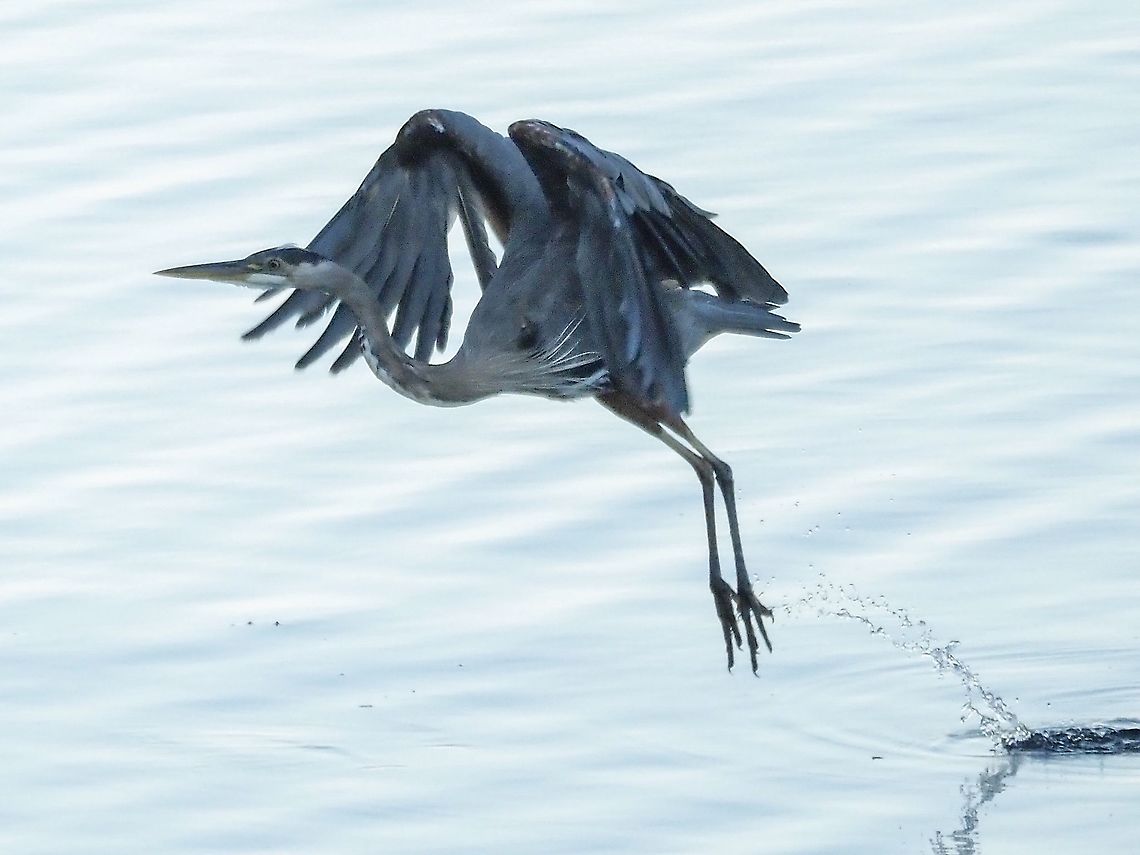 Lift Off! An early morning visitor that decided the tide was becoming too high and it was time to move to another fishing spot. Ardea herodias,Canada,Geotagged,Great blue heron,Summer