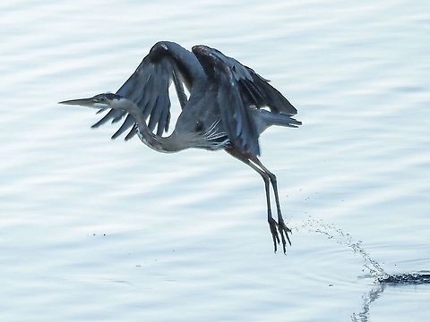 Lift Off! An early morning visitor that decided the tide was becoming too high and it was time to move to another fishing spot. Ardea herodias,Canada,Geotagged,Great blue heron,Summer