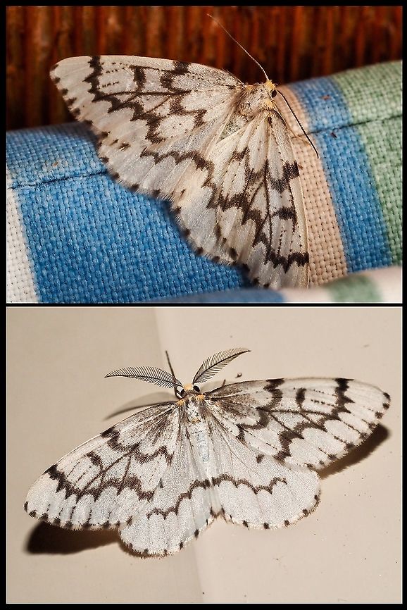 The Phantom Hemlock Looper Moth Leaving the porch light on seemed to attract a &ldquo;flock&rdquo; of these fellows. The top photo is a female while the  lower one is a male. Once again ID was a bit of a problem. Too many moths look the same. It was quite the experience taking the photos with potential subjects fluttering all around my head and landing anywhere they chose!  Canada,False Hemlock Looper,Geotagged,Nepytia canosaria,Nepytia phantasmaria,Phantom Hemlock Looper
