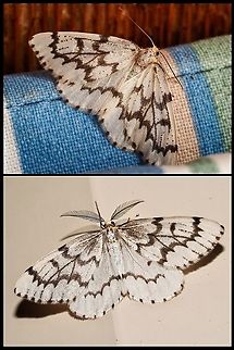 The Phantom Hemlock Looper Moth Leaving the porch light on seemed to attract a “flock” of these fellows. The top photo is a female while the lower one is a male. Once again ID was a bit of a problem. Too many moths look the same. It was quite the experience taking the photos with potential subjects fluttering all around my head and landing anywhere they chose! Canada,False Hemlock Looper,Geotagged,Nepytia canosaria,Nepytia phantasmaria,Phantom Hemlock Looper
