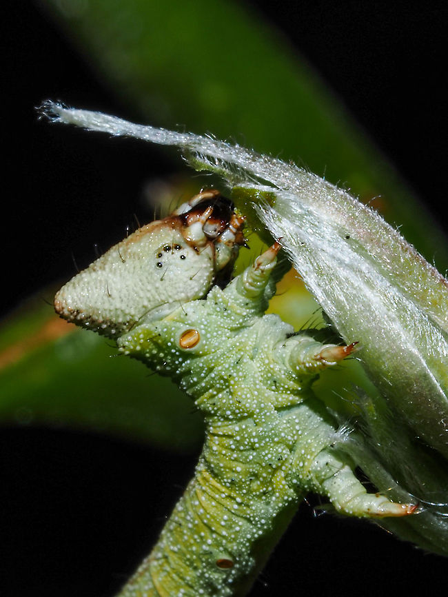 A Geometridae Inch-worm? It was enjoying the fresh new growth of our wisteria!<br />
<figure class="photo"><a href="https://www.jungledragon.com/image/101450/more_of_the_possibly_geometridae_inch-worm.html" title="More of the possibly Geometridae Inch-worm."><img src="https://s3.amazonaws.com/media.jungledragon.com/images/2839/101450_thumb.jpeg?AWSAccessKeyId=05GMT0V3GWVNE7GGM1R2&Expires=1763596810&Signature=NesepsRW%2BUaXOKhaK%2FmgDppJdRc%3D" width="86" height="152" alt="More of the possibly Geometridae Inch-worm. A few more (full body) shots of my favourite wisteria devourer!<br />
https://www.jungledragon.com/image/101432/a_geometridae_inch-worm.html Canada,Geotagged" /></a></figure><br />
 Canada,Geotagged,Summer