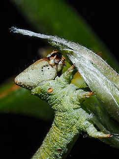 A Geometridae Inch-worm? It was enjoying the fresh new growth of our wisteria!
https://www.jungledragon.com/image/101450/more_of_the_possibly_geometridae_inch-worm.html
 Canada,Geotagged,Summer