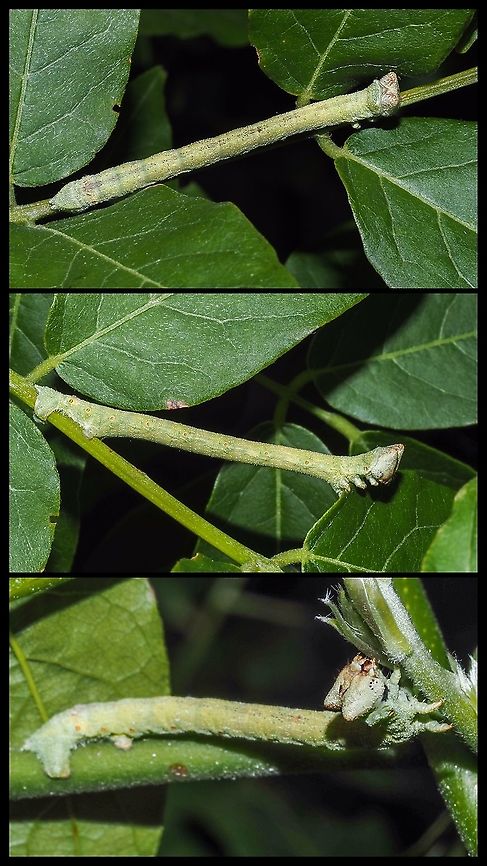 More of the possibly Geometridae Inch-worm. A few more (full body) shots of my favourite wisteria devourer!<br />
<figure class="photo"><a href="https://www.jungledragon.com/image/101432/a_geometridae_inch-worm.html" title="A Geometridae Inch-worm?"><img src="https://s3.amazonaws.com/media.jungledragon.com/images/2839/101432_thumb.jpeg?AWSAccessKeyId=05GMT0V3GWVNE7GGM1R2&Expires=1759968010&Signature=JlClAWzAd6tkhbcTn2mu5wXywbk%3D" width="114" height="152" alt="A Geometridae Inch-worm? It was enjoying the fresh new growth of our wisteria!<br />
https://www.jungledragon.com/image/101450/more_of_the_possibly_geometridae_inch-worm.html<br />
 Canada,Geotagged,Summer" /></a></figure> Canada,Geotagged