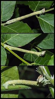 More of the possibly Geometridae Inch-worm. A few more (full body) shots of my favourite wisteria devourer!
https://www.jungledragon.com/image/101432/a_geometridae_inch-worm.html Canada,Geotagged