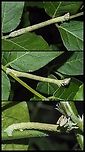 More of the possibly Geometridae Inch-worm. A few more (full body) shots of my favourite wisteria devourer!<br />
https://www.jungledragon.com/image/101432/a_geometridae_inch-worm.html Canada,Geotagged