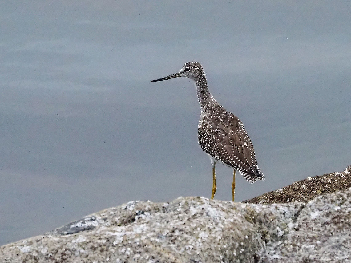A Greater Yellowlegs... ... I hope. I am basing my ID on the facts that this bird has a long and slightly upturned bill but do stand to be corrected. Canada,Geotagged,Greater Yellowlegs,Summer,Tringa melanoleuca