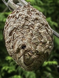 A Sturdy Support For A Nest! Well, at least the wind won’t blow the power pole support cable down. The nest was quite active even on the cool of the afternoon. Bald-faced hornet,Canada,Dolichovespula maculata,Geotagged,Summer