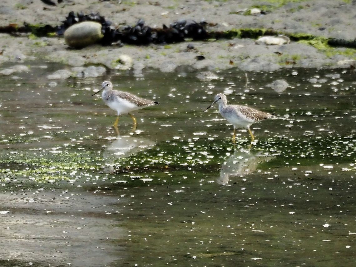 A Pair of Greater Yellowlegs. Part of a small flock foraging at low tide. Canada,Geotagged,Greater Yellowlegs,Summer,Tringa melanoleuca