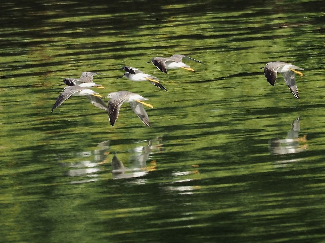 The Flock in Flight. They were quite noisy just before flying. Canada,Geotagged,Greater Yellowlegs,Summer,Tringa melanoleuca