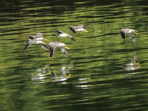 The Flock in Flight. They were quite noisy just before flying. Canada,Geotagged,Greater Yellowlegs,Summer,Tringa melanoleuca