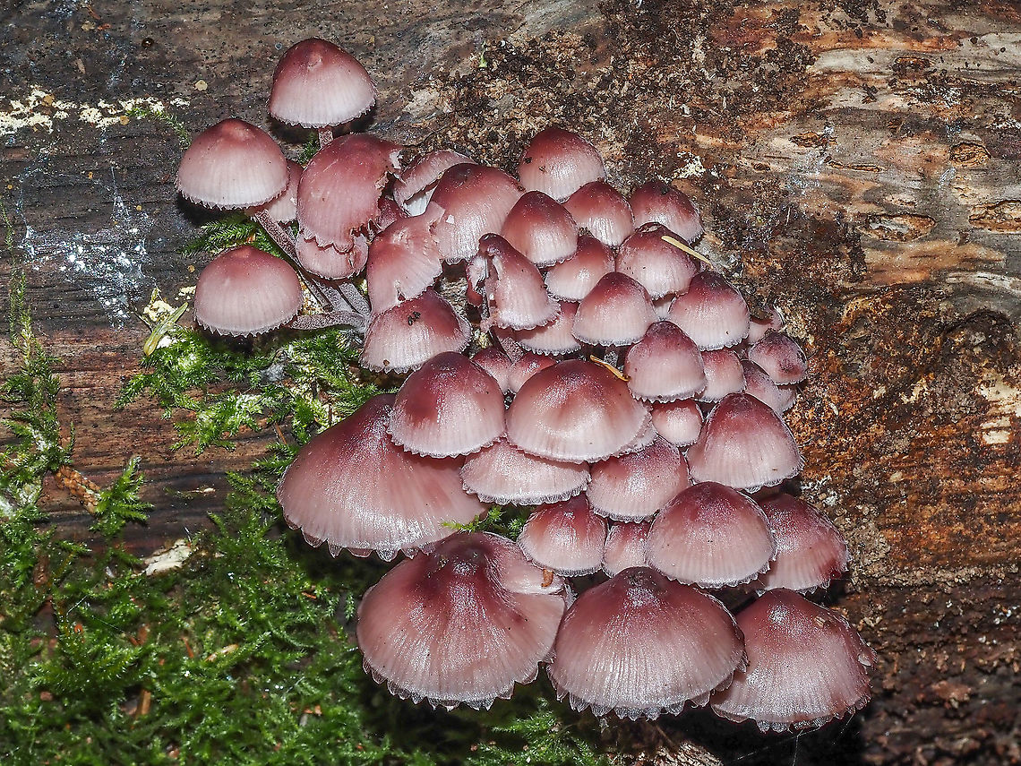 Bleeding Fairy Helmets Saw these yesterday not knowing what they were and that they in fact &ldquo;bled&rdquo; when injured. Went back today... they were gone... completely. The place where they were growing on the decaying red alder log was bare. Have to look for some more!  Bleeding fairy helmet,Canada,Geotagged,Mycena haematopus,Summer