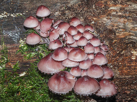 Bleeding fairy helmet