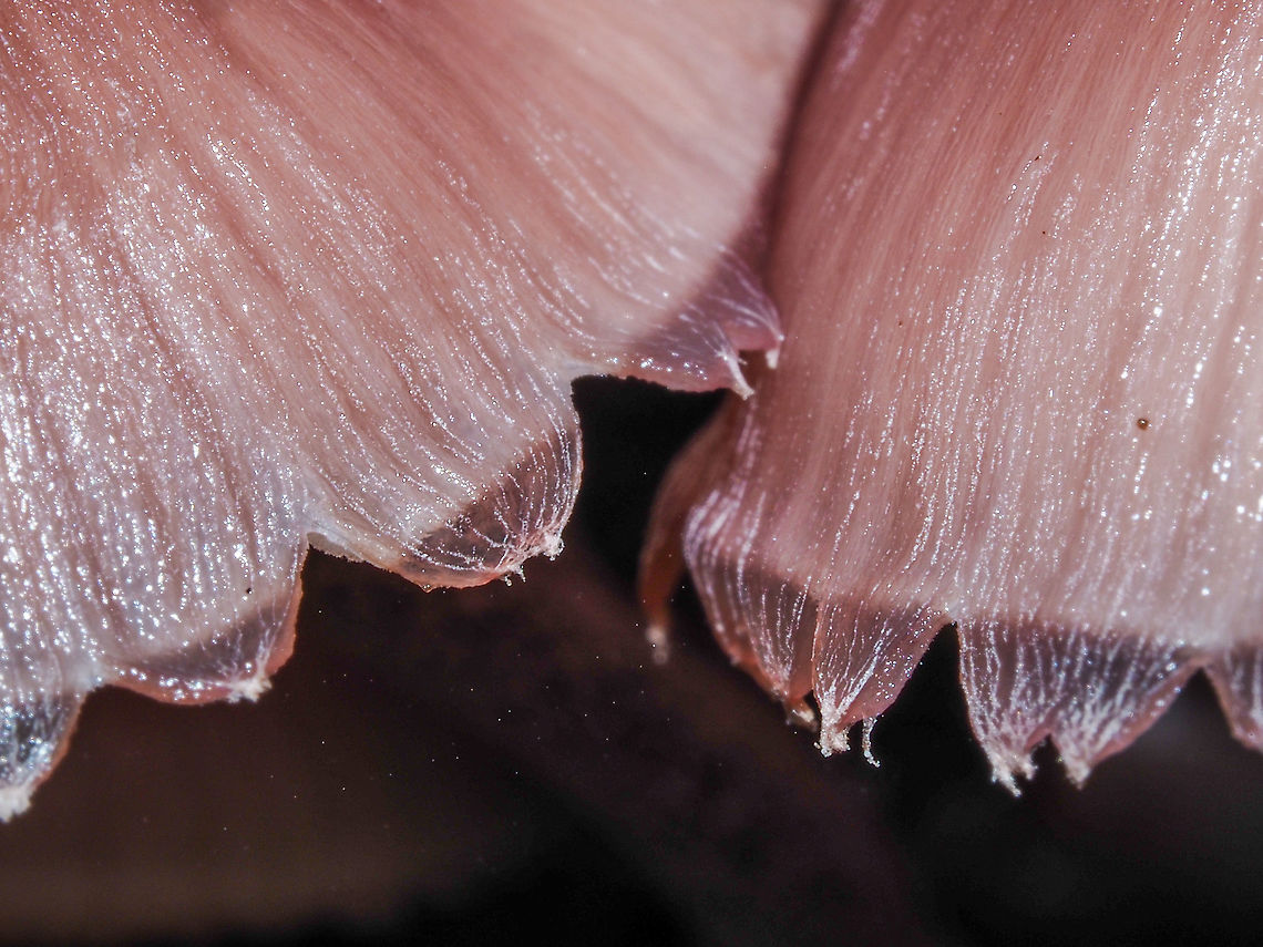 A Macro View! The &ldquo;lingering remnants of the partial veil&rdquo; causing a ragged appearance to the margin. Bleeding fairy helmet,Canada,Geotagged,Mycena haematopus,Summer
