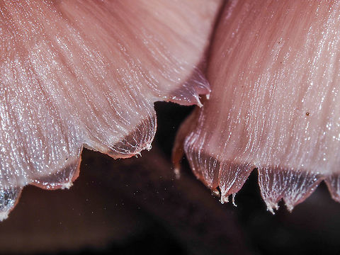 A Macro View! The “lingering remnants of the partial veil” causing a ragged appearance to the margin. Bleeding fairy helmet,Canada,Geotagged,Mycena haematopus,Summer