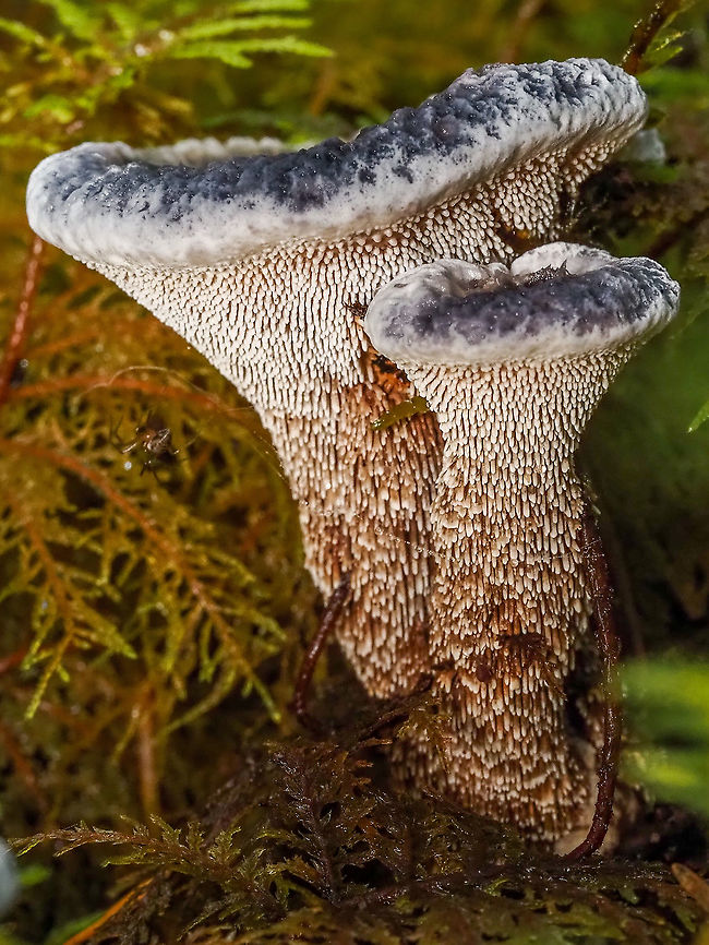 The Grey Tooth Once again I am hoping my ID is correct. Thought at first it could be P. atratus but the colour of the teeth are wrong to be that species. Found on a mostly coniferous forest floor. Canada,Fall,Geotagged,Grey tooth,Phellodon melaleucus