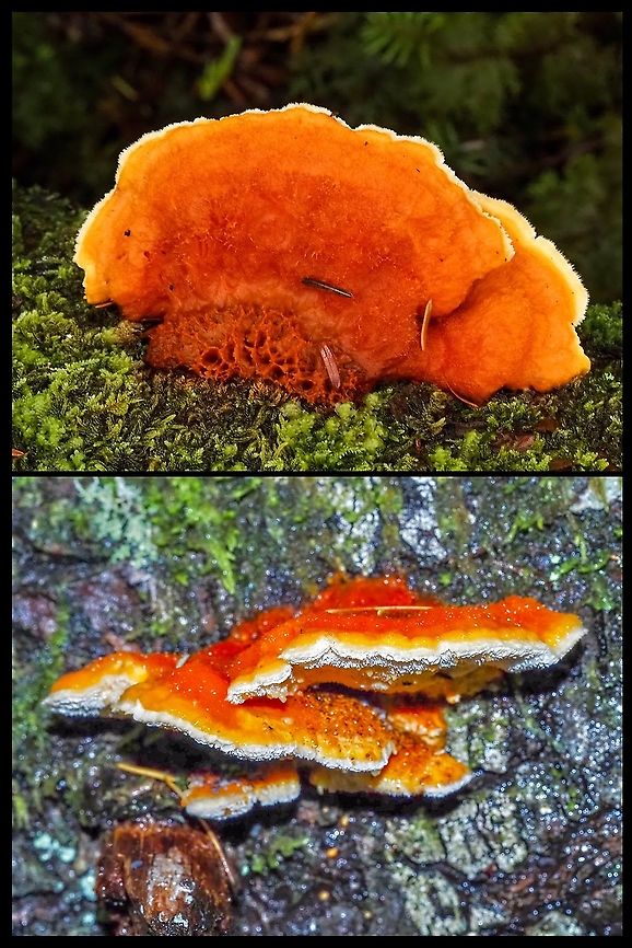 A Pycnoporellus! Yes, they really were that bright orange. These were growing on opposite sides of the same alder log that was lying on the mixed forest floor. From my observations (the only thing I have to go on) my first guess the ID would be Pycnoporellus fulgens. Quite a striking mushroom. Canada,Geotagged,Pycnoporellus fulgens