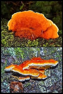 Pycnoporellus fulgens