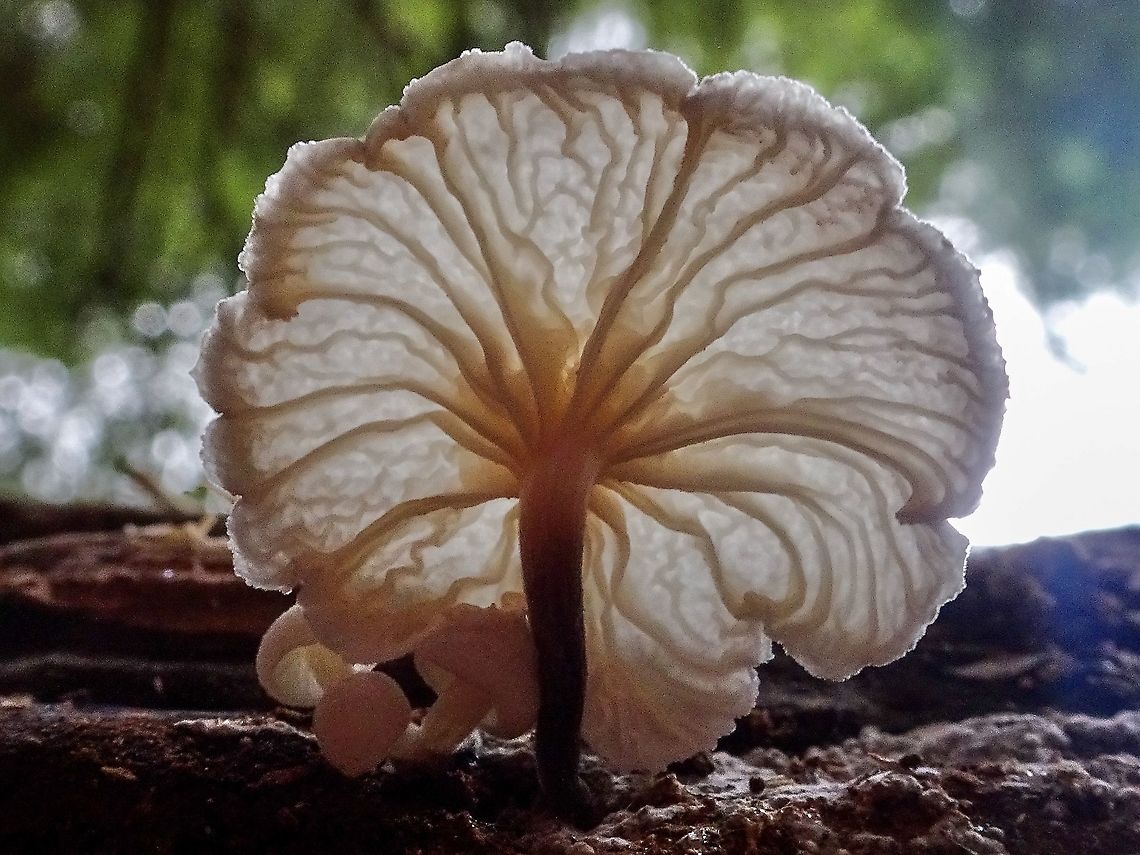 A Fairy Parachute! Well, that&rsquo;s one of the common names for this mushroom. Suits this one!                        Canada,Fall,Geotagged,Marasmiellus candidus