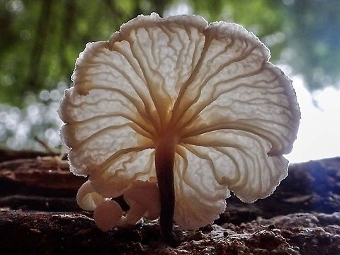 A Fairy Parachute! Well, that’s one of the common names for this mushroom. Suits this one!                        Canada,Fall,Geotagged,Marasmiellus candidus