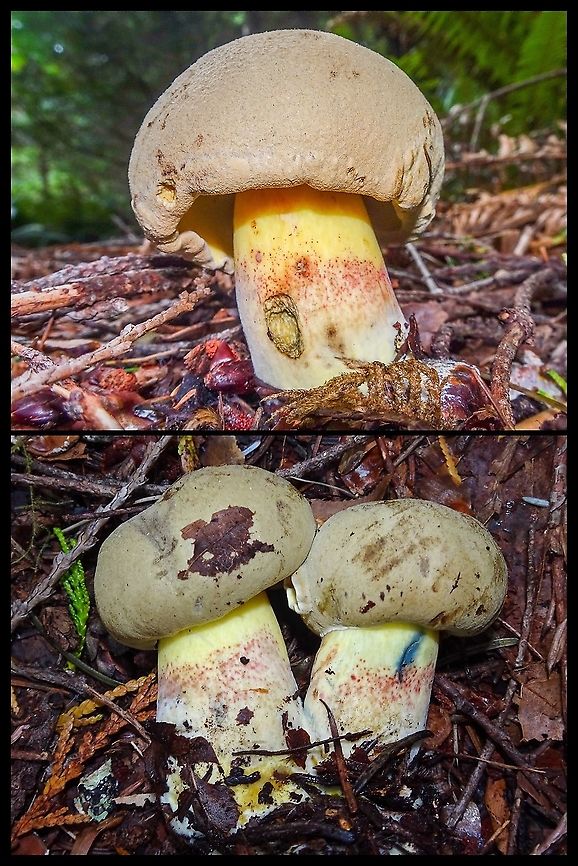 A Caloboletus. Once again going out on a limb with my ID. Hopefully someone can confirm or re ID. Please note the nonreticulated stipe on all three and the blue bruising on the stipe of the one on the lower right. Supposedly these are identifying features of this species. They were found growing on the floor of a mostly coniferous forest amongst salal bushes. Caloboletus rubripes,Canada,Geotagged,Red-stipe bolete