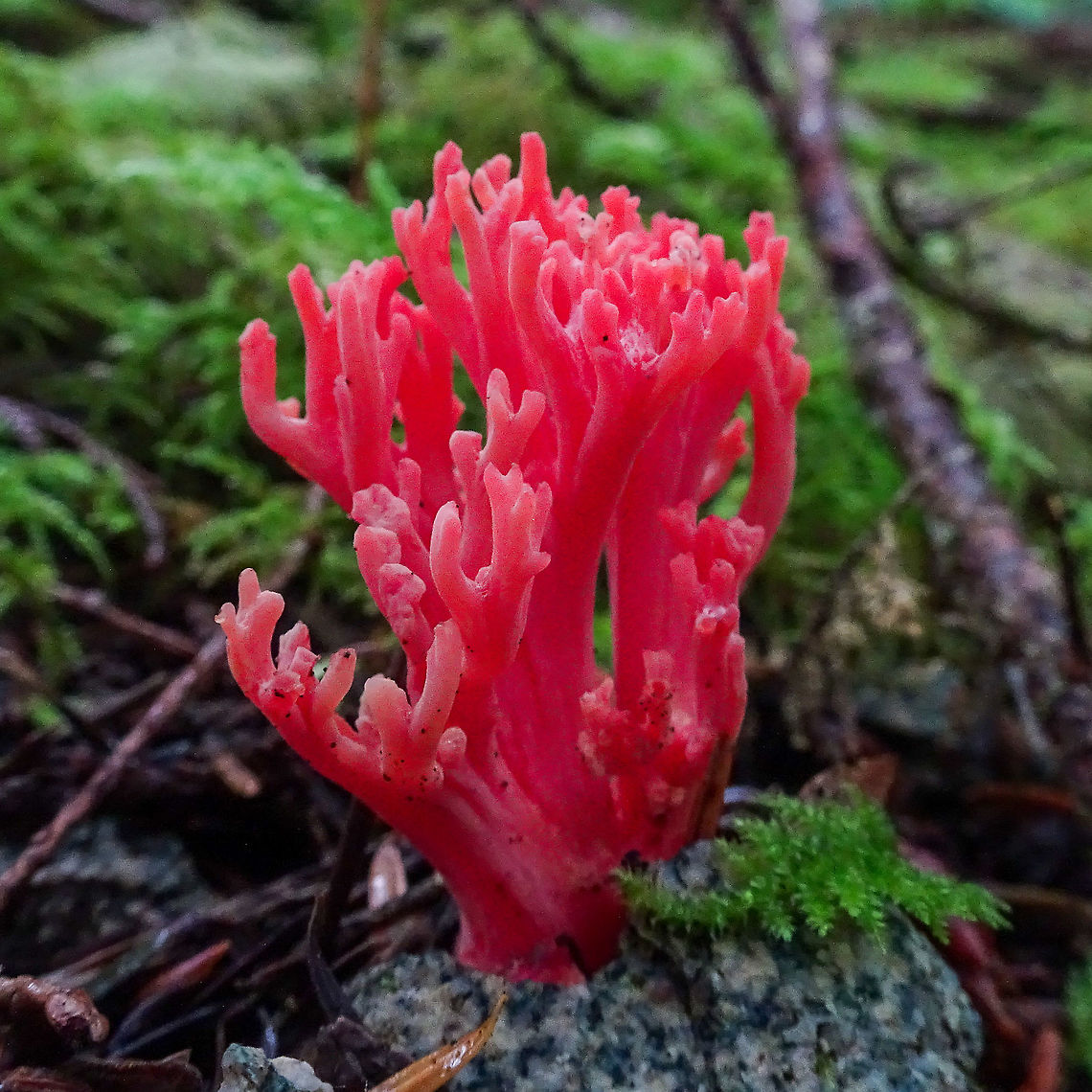Carmine Coral Fungus Growing on the forest floor close to Western Hemlock trees. The younger the fungus is the brighter the colour!                         Canada,Fall,Geotagged,Ramaria araiospora