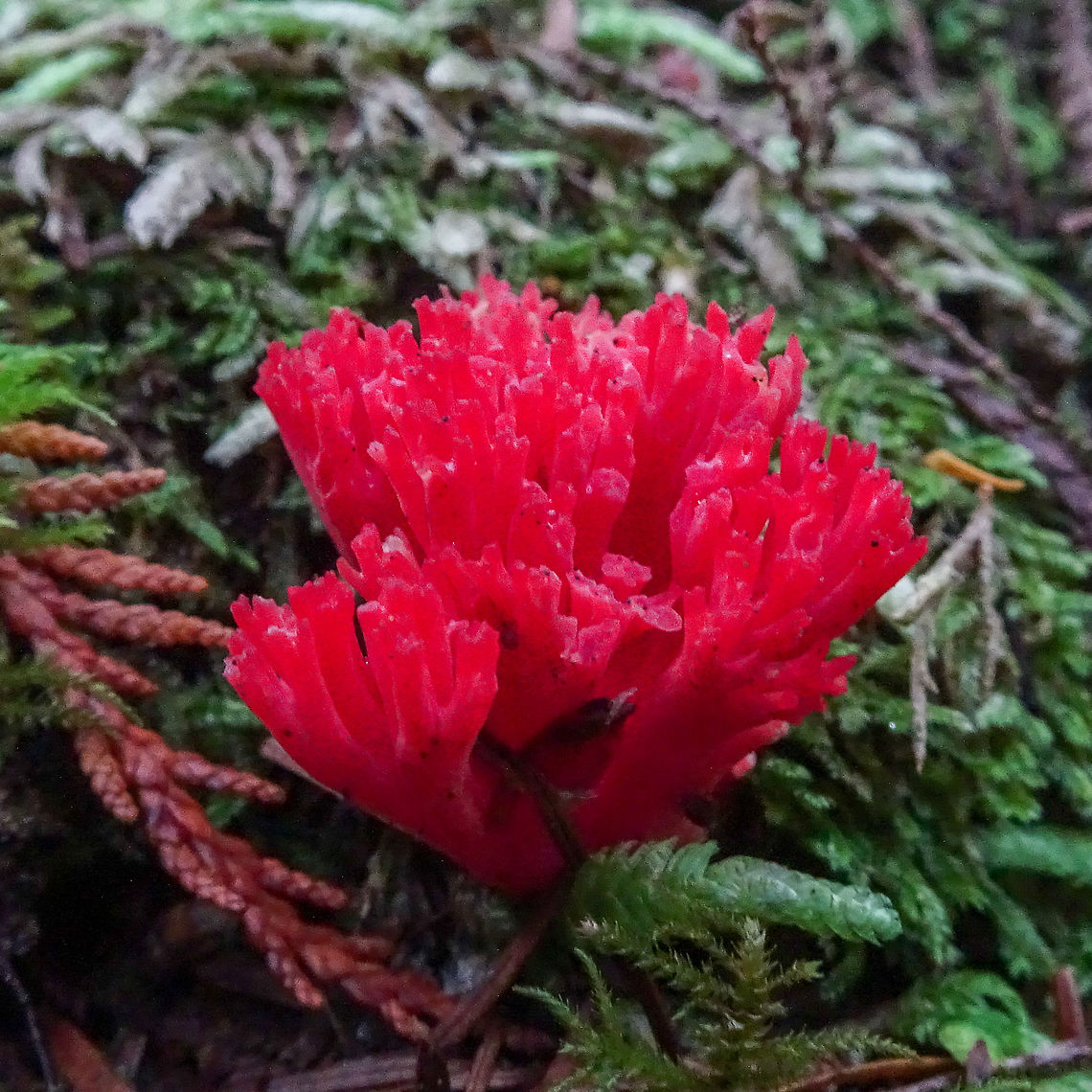 A Younger, Brighter Carmine Coral Fungus. This specimen was growing very close to the other.  Canada,Fall,Geotagged,Ramaria araiospora