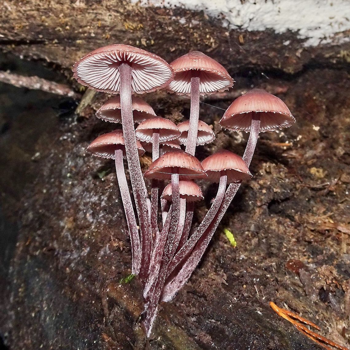 Bleeding Fairy Helmets. Finally, found some more and got to see the stems &ldquo;bleed&rdquo;.                          Bleeding fairy helmet,Canada,Fall,Geotagged,Mycena haematopus