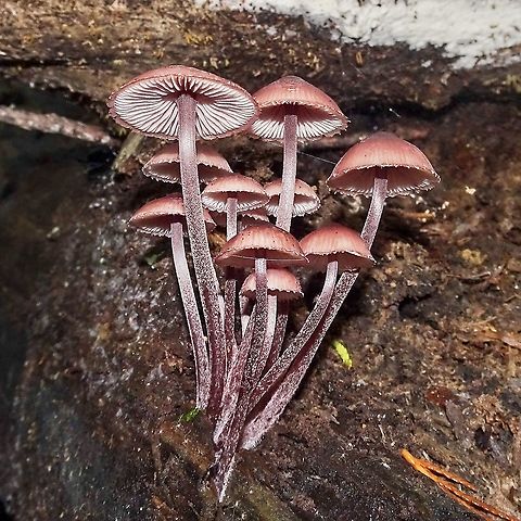 Bleeding Fairy Helmets. Finally, found some more and got to see the stems “bleed”.                          Bleeding fairy helmet,Canada,Fall,Geotagged,Mycena haematopus