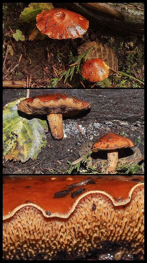 A Couple of Boletes! Possibly Chalciporus piperatus.? Canada,Geotagged