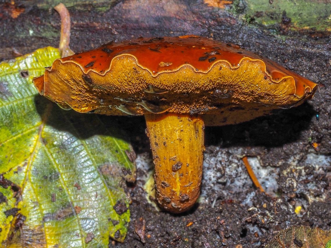 A Peppery Bolete? Very autumnal colouration. Found in the middle of the trail/road separating a very old orchard from a mixed forest. No, I did not taste it. It did not stain blue and the mycelia seem to be yellow. <br />
HAPPY THANKSGIVING from Canada!<br />
<a href="https://www.jungledragon.com/image/102867" rel="nofollow">https://www.jungledragon.com/image/102867</a><br />
Canada,Fall,Geotagged