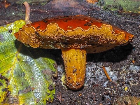 A Peppery Bolete? Very autumnal colouration. Found in the middle of the trail/road separating a very old orchard from a mixed forest. No, I did not taste it. It did not stain blue and the mycelia seem to be yellow. 
HAPPY THANKSGIVING from Canada!
https://www.jungledragon.com/image/102867
 Canada,Fall,Geotagged