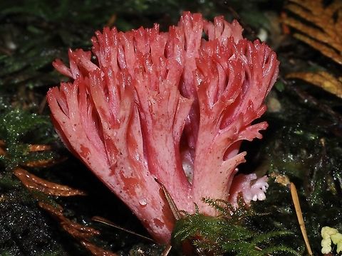 Ramaria araiospora var. rubella It has come to my attention that there are two variations of R. araiospora. One has yellowish tips and the other, variation rubella, has reddish or concolorant tips. 
http://biology.burke.washington.edu/herbarium/imagecollection/photo.php?Photo=wtu101643&Taxon=Ramaria araiospora var. rubella&SourcePage=taxon Canada,Fall,Geotagged,Ramaria araiospora,Red Coral