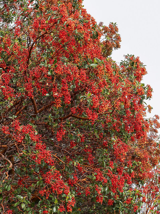 Arbutus Berries. This year some of our Arbutus trees are covered with berries while some have just a few. Close up they are quite a bit brighter.<br />
<figure class="photo"><a href="https://www.jungledragon.com/image/102951/the_bright_red_berries_of_the_arbutus.html" title="The Bright Red Berries of the Arbutus."><img src="https://s3.amazonaws.com/media.jungledragon.com/images/2839/102951_thumb.jpeg?AWSAccessKeyId=05GMT0V3GWVNE7GGM1R2&Expires=1759968010&Signature=33I4Dhpzj0RgN13tnPBnJYjEHeI%3D" width="116" height="152" alt="The Bright Red Berries of the Arbutus. Quite striking in both colour and quantity. Arbutus menziesii,Canada,Fall,Geotagged,Pacific Madrona" /></a></figure> Arbutus menziesii,Canada,Fall,Geotagged,Pacific Madrona