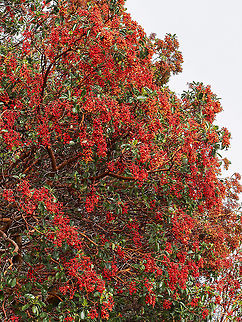 Arbutus Berries. This year some of our Arbutus trees are covered with berries while some have just a few. Close up they are quite a bit brighter.
https://www.jungledragon.com/image/102951/the_bright_red_berries_of_the_arbutus.html Arbutus menziesii,Canada,Fall,Geotagged,Pacific Madrona