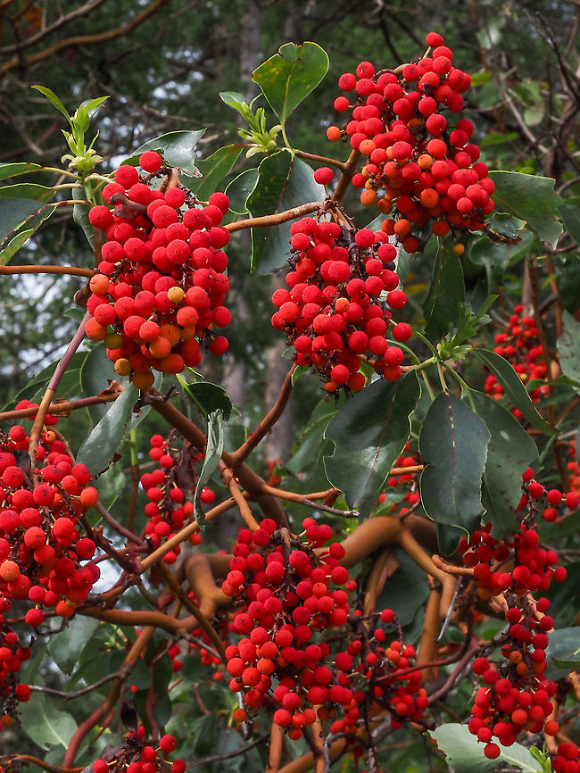 The Bright Red Berries of the Arbutus. Quite striking in both colour and quantity. Arbutus menziesii,Canada,Fall,Geotagged,Pacific Madrona