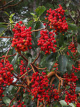 The Bright Red Berries of the Arbutus. Quite striking in both colour and quantity. Arbutus menziesii,Canada,Fall,Geotagged,Pacific Madrona
