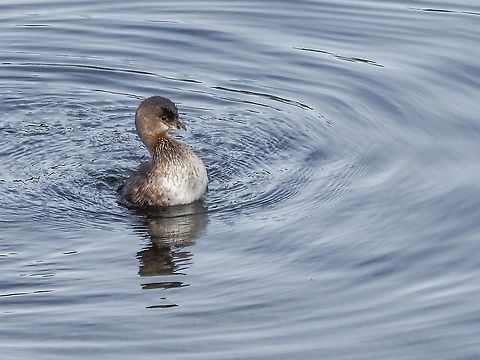 Showing Off! This little fellow was not cowering from one of its cousins, a Red-necked grebe, who was nearby. Canada,Fall,Geotagged,Pied-billed grebe,Podilymbus podiceps