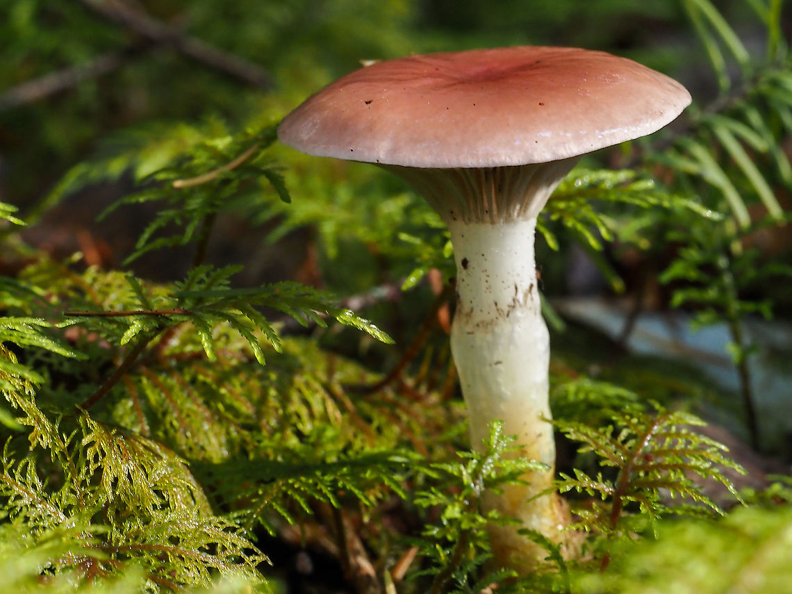 A Rosy Gomphidius! Although belonging to the order Boletales it has gills and the spore print is quite dark. These dark spores have stained the annulus on the stem. Canada,Fall,Geotagged,Gomphidius subroseus