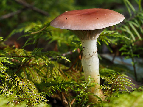 A Rosy Gomphidius! Although belonging to the order Boletales it has gills and the spore print is quite dark. These dark spores have stained the annulus on the stem. Canada,Fall,Geotagged,Gomphidius subroseus