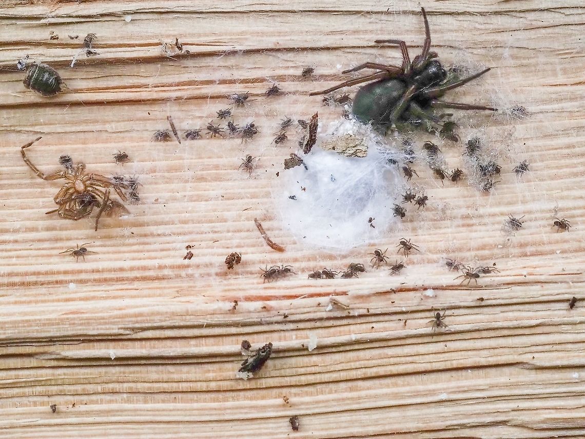 A Domestic Scene. Or, a scene of domestic violence! I picked up this piece of wood in our wood shed. The female had stayed with the young and it appears that there is an &ldquo;expired&rdquo;, dismembered male in the frame as well. Truly a jungle out there! Callobius severus,Canada,Fall,Geotagged