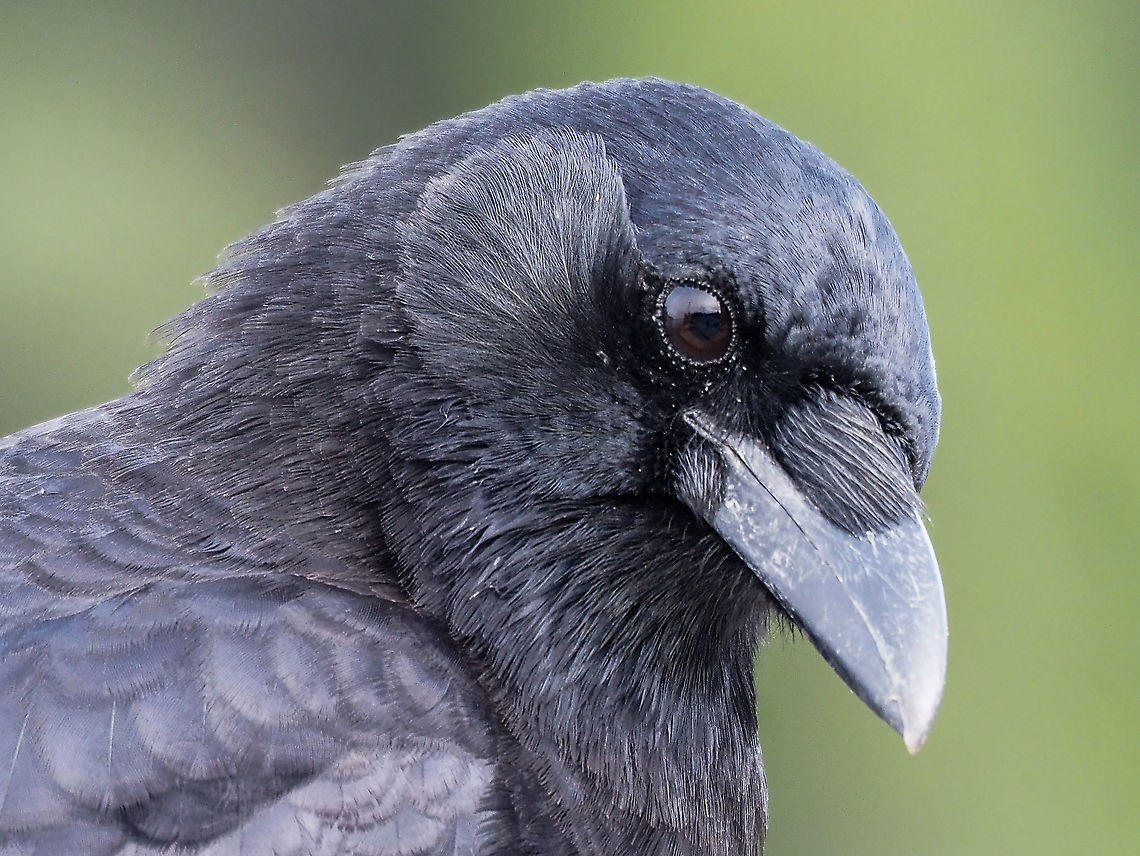 Do You Like My Auriculars? My corvid friend has finished moulting and in this &ldquo;pose&rdquo; the auriculars or feathers covering the auditory opening are quite evident. It&rsquo;s the first time I have actually noticed them.  Canada,Corvus caurinus,Fall,Geotagged,Northwestern crow