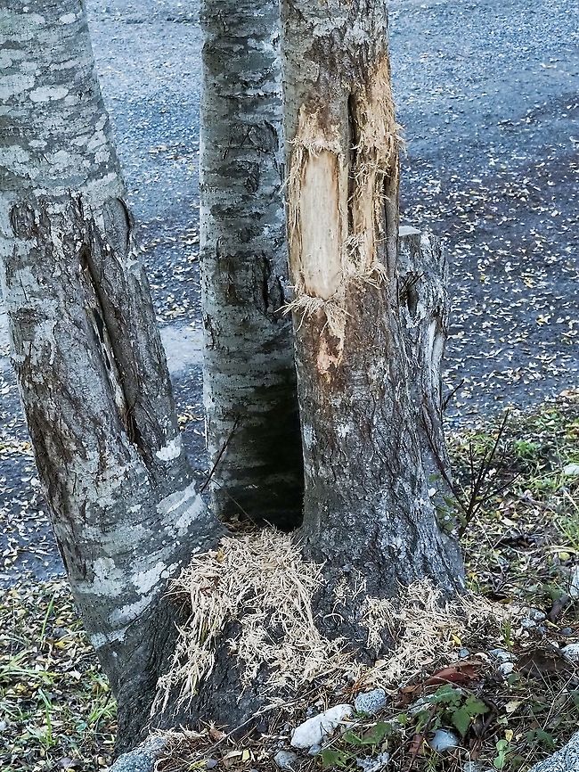 Shredded Hooker’s Willow Trunks. This shredding is the work of one of our local Columbian Black-tailed bucks getting his antlers in form for encounters with other bucks in this mating season. The tree usually recovers and evidence of previous damage can be seen on the trunk on the left. These willows seem to be targeted at this time of year by the bucks perhaps due to the ASA in the bark. Of all the trees that are available on our property it seems that the Hooker&rsquo;s Willow are the only ones that suffer this indignation! Canada,Fall,Geotagged,Salix hookeriana