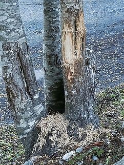 Shredded Hooker’s Willow Trunks. This shredding is the work of one of our local Columbian Black-tailed bucks getting his antlers in form for encounters with other bucks in this mating season. The tree usually recovers and evidence of previous damage can be seen on the trunk on the left. These willows seem to be targeted at this time of year by the bucks perhaps due to the ASA in the bark. Of all the trees that are available on our property it seems that the Hooker’s Willow are the only ones that suffer this indignation! Canada,Fall,Geotagged,Salix hookeriana