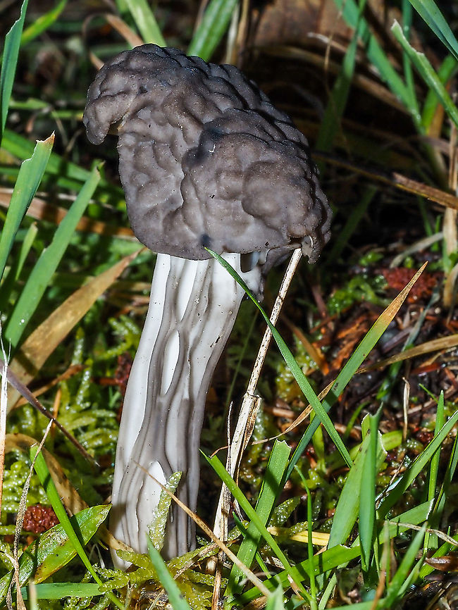 A Western Elfin Saddle This fungus fruits in the fall or winter and grows in association with Douglas Fir or Pine species. Up until 2013 it was thought to be H. lacunosa the European and eastern US species. Two references,<br />
<br />
https://www.zoology.ubc.ca/~biodiv/mushroom/H_vespertina.html<br />
<br />
<a href="http://www.mykoweb.com/CAF/species/Helvella_vespertina.html" rel="nofollow">http://www.mykoweb.com/CAF/species/Helvella_vespertina.html</a><br />
 Canada,Fall,Geotagged,Helvella vespertina
