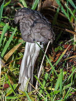 A Western Elfin Saddle This fungus fruits in the fall or winter and grows in association with Douglas Fir or Pine species. Up until 2013 it was thought to be H. lacunosa the European and eastern US species. Two references,

https://www.zoology.ubc.ca/~biodiv/mushroom/H_vespertina.html

http://www.mykoweb.com/CAF/species/Helvella_vespertina.html
 Canada,Fall,Geotagged,Helvella vespertina