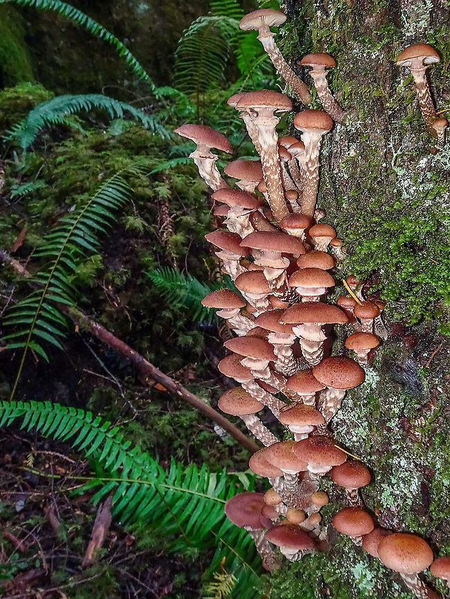 Sheathed Woodtuft or Changeable Pholiota The common name Changeable Pholiota comes from the synonym Pholiota mutabilis which I believe is no longer accepted. It&rsquo;s hard to keep up! This group were growing on the side of a decaying alder stump.<br />
 <a href="https://linnet.geog.ubc.ca/Atlas/Atlas.aspx?sciname=Kuehneromyces" rel="nofollow">https://linnet.geog.ubc.ca/Atlas/Atlas.aspx?sciname=Kuehneromyces</a> mutabilis<br />
<a href="https://www.mushroomexpert.com/kuehneromyces_mutabilis.html" rel="nofollow">https://www.mushroomexpert.com/kuehneromyces_mutabilis.html</a><br />
<br />
                      Canada,Fall,Geotagged,Kuehneromyces mutabilis,Sheathed woodtuft