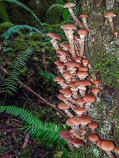 Sheathed Woodtuft or Changeable Pholiota The common name Changeable Pholiota comes from the synonym Pholiota mutabilis which I believe is no longer accepted. It’s hard to keep up! This group were growing on the side of a decaying alder stump.
 https://linnet.geog.ubc.ca/Atlas/Atlas.aspx?sciname=Kuehneromyces mutabilis
https://www.mushroomexpert.com/kuehneromyces_mutabilis.html

                      Canada,Fall,Geotagged,Kuehneromyces mutabilis,Sheathed woodtuft