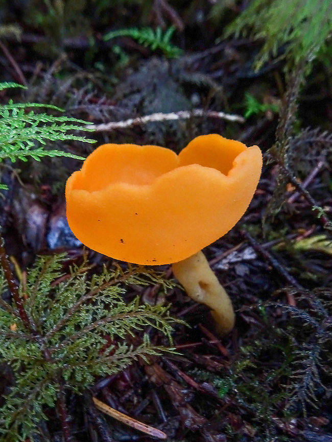 A Stalked Orange Peel Fungus, Sowerbyella rhenana? At a first glance I thought that this was an Orange Peel Fungus, Aleuria aurantia but this one was growing on the dense forest floor all by it self and it had a “stalk” which the A. aurantia do not. So, I am guessing this is an example of Sowerbyella rhenana. Canada,Fall,Geotagged,Sowerbyella rhenana,Stalked Orange-peel Fungus