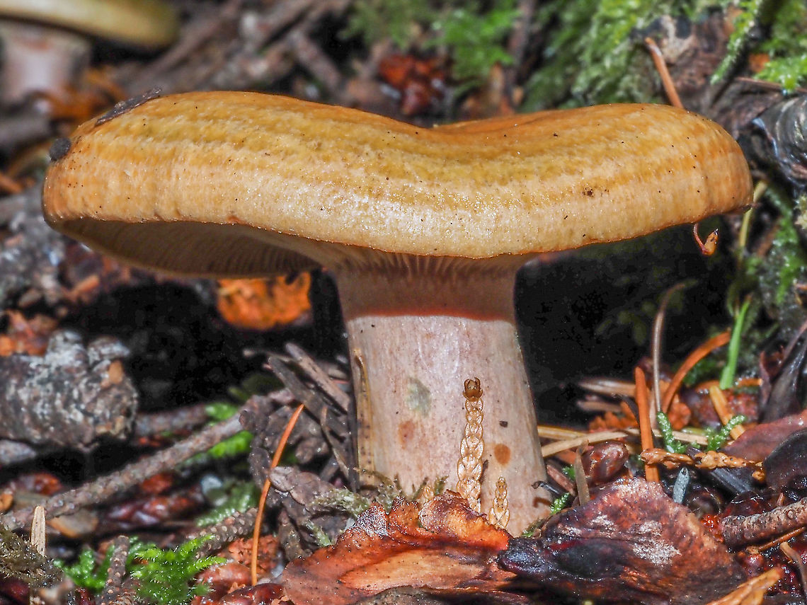 Lactarius rubrilacteus One of the Lactarius mushrooms commonly called Red-bleeding Milk Cap. When cut this &lsquo;shroom exudes dark red milk and is green staining. Common in the Pacific North West it is found under Douglas Fir and 2 or 3 needle pines. <br />
<figure class="photo"><a href="https://www.jungledragon.com/image/103661/a_red-bleeding_milk_cap.html" title="A Red-bleeding Milk Cap"><img src="https://s3.amazonaws.com/media.jungledragon.com/images/2839/103661_thumb.jpeg?AWSAccessKeyId=05GMT0V3GWVNE7GGM1R2&Expires=1759968010&Signature=DzbLKdyRSapX%2F2KgijKbBb02ELM%3D" width="102" height="152" alt="A Red-bleeding Milk Cap The dark red exudate can be seen when the mushroom is torn. Also to be noted is the concentrically zoned cap. Canada,Geotagged,Lactarius rubrilacteus" /></a></figure> Canada,Fall,Geotagged,Lactarius rubrilacteus